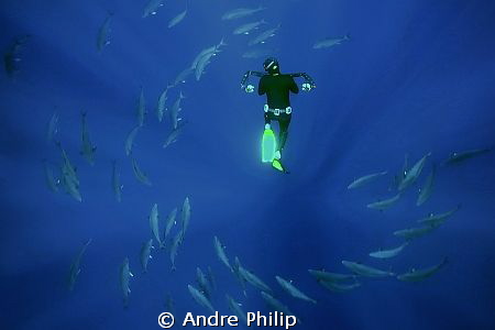 freediver with a school of amberjacks by Andre Philip 