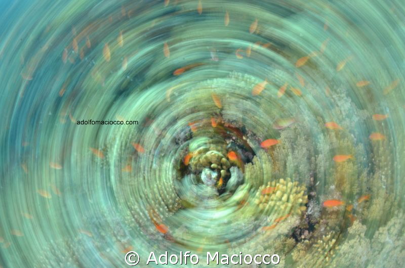 Anthias explosion
Playing with spinning effect
Nikon d7... by Adolfo Maciocco 
