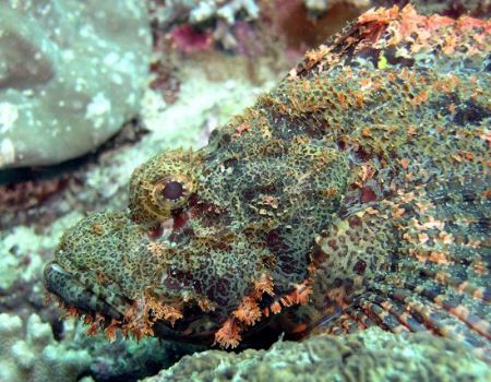 Needs a shave, I'd say. Stonefish at The Eel Garden, Pig ... by Jan Messersmith 
