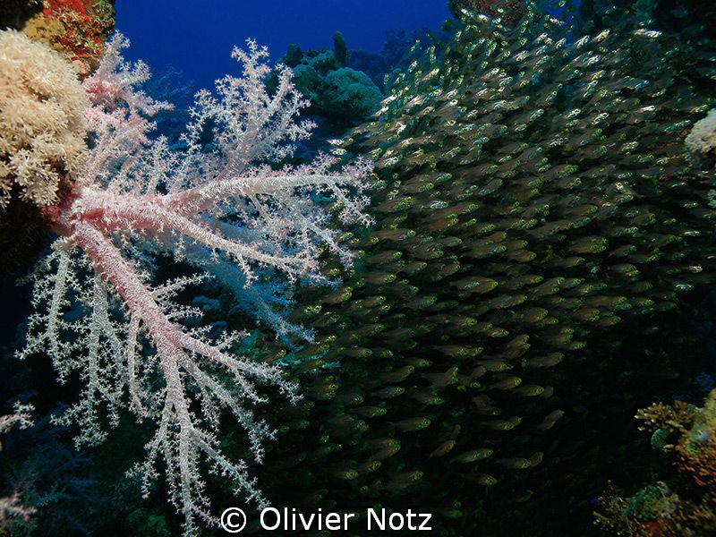 Glas fishes with soft coral by Olivier Notz 