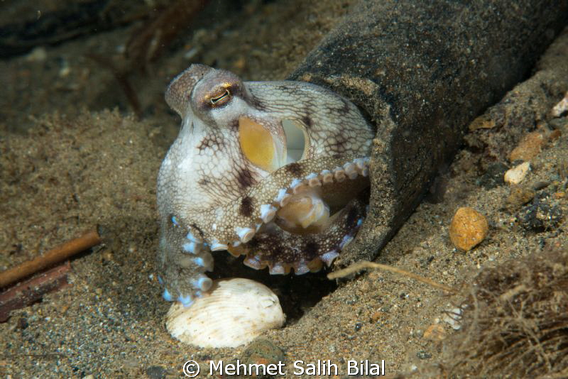 Coconut octopus lives in a wooden house! by Mehmet Salih Bilal 