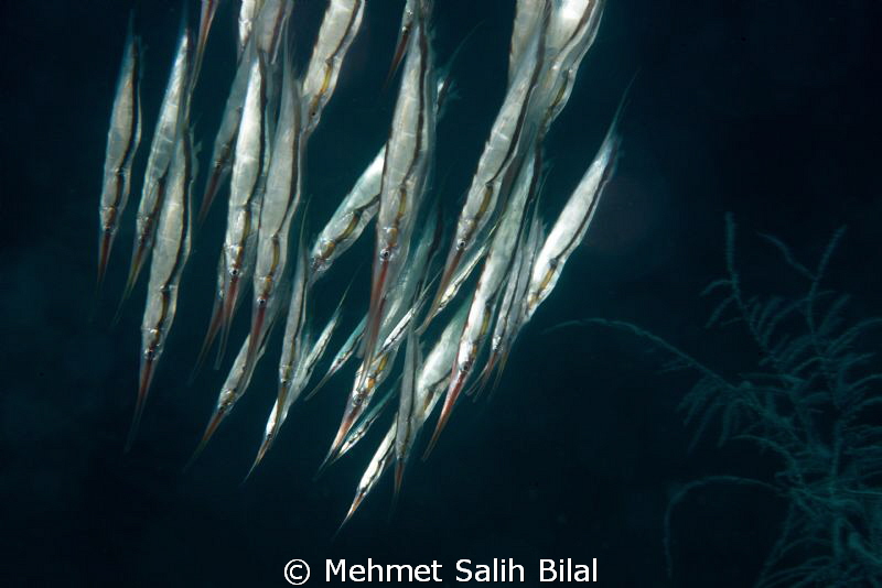 Razor fish family by Mehmet Salih Bilal 