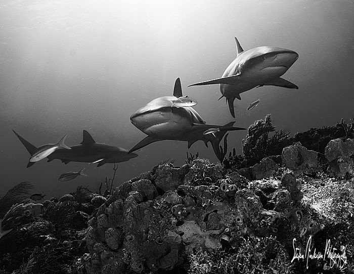An almost trifecta with Reef Sharks on the beautiful reef... by Steven Anderson 