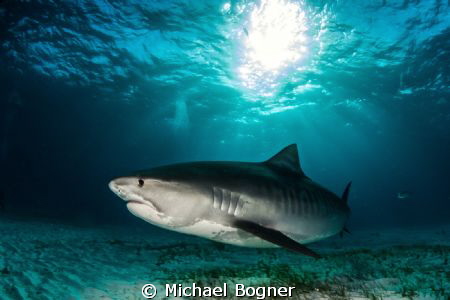 Tiger Shark @ Tigerbeach by Michael Bogner 