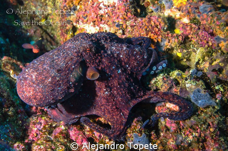 Octopus dance!!!!, Galapagos Ecuador by Alejandro Topete 