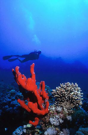 Red Sea - Deep South Egypt - Nikonov V - 20mm lens by Eduardo Lima 