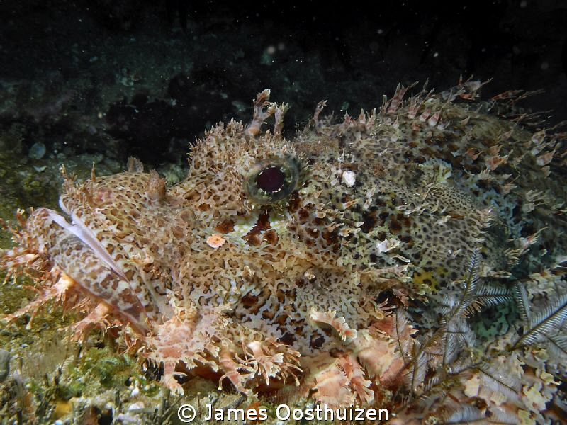 Scorpion fish by James Oosthuizen 