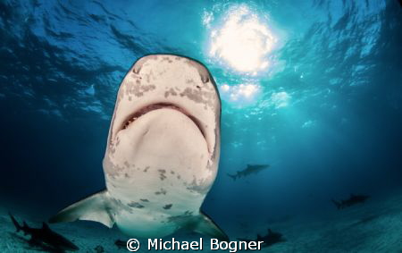 Tigershark Smiley by Michael Bogner 
