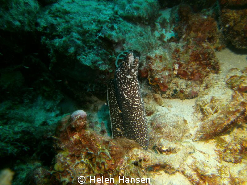Spotted Moral eel by Helen Hansen 
