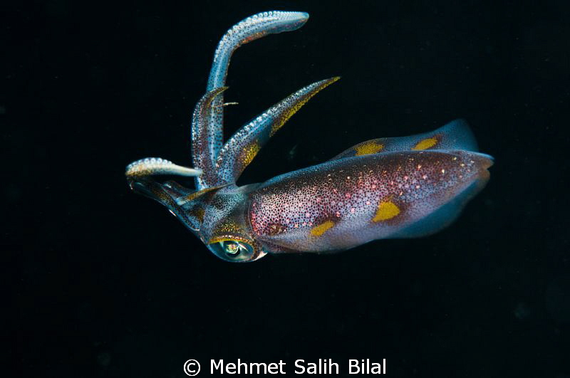 A reef calamari in night dive. by Mehmet Salih Bilal 