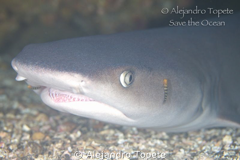 White Tip Shark, Coco Island Costa Rica by Alejandro Topete 