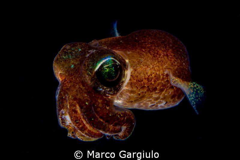 Sepiola rondeleti - dwarf cuttlefish night dive by Marco Gargiulo 