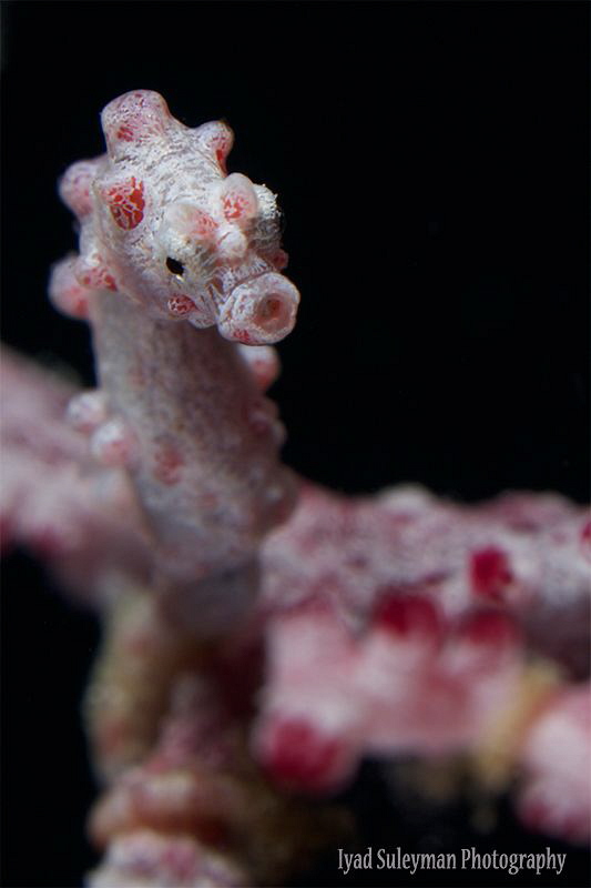 Pygmy Seahorse
Taken with+10 SubSee wet diopter. 
ISO 1... by Iyad Suleyman 