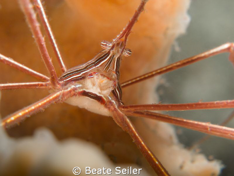 Arrow crab taken "Under the bridge" by Beate Seiler 