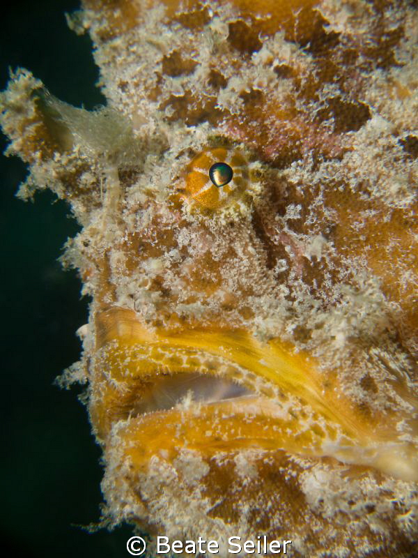 Giant yellow frogfish, taken at the Jetties, Panama City ... by Beate Seiler 