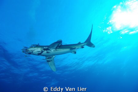 Great Oceanic White Tip "flying" over my head at Deadelus... by Eddy Van Lier 