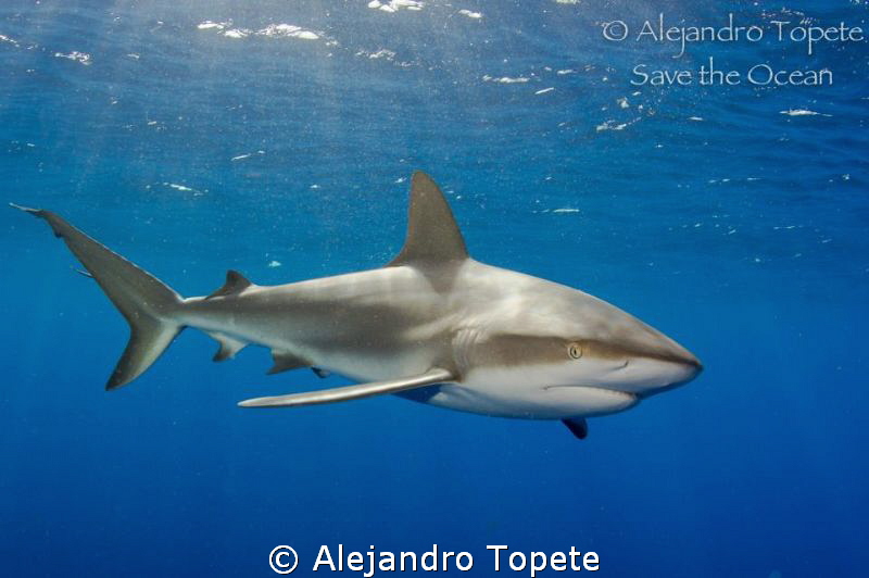 Shark encounter,Gardens of the Queen Cuba by Alejandro Topete 