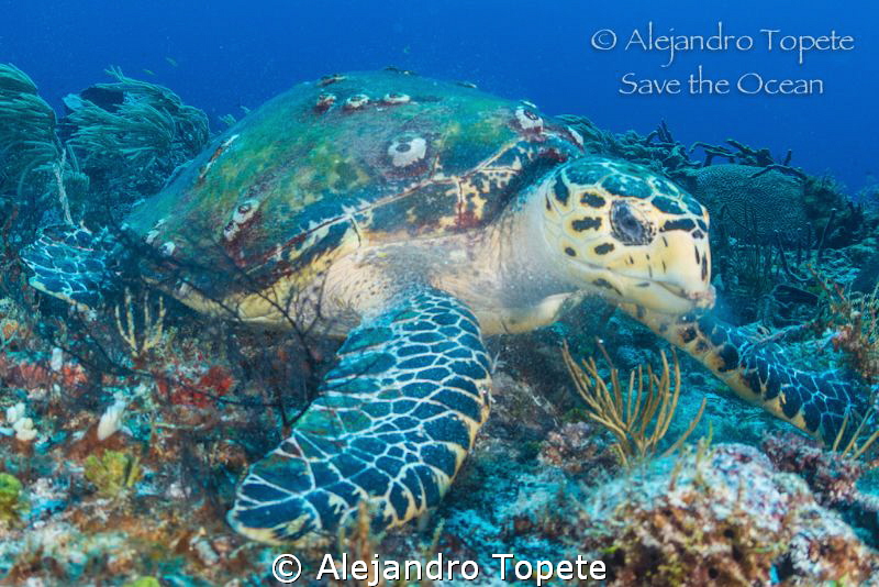 Turtle with peace ,Playa del Carmen Mexico by Alejandro Topete 