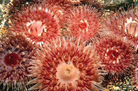 Dahlia anemones.
Menai Straits,N.Wales.
F90X,60mm. by Mark Thomas 