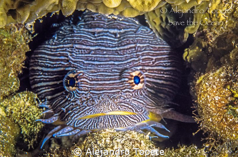 Splendid Toad fish, Cozumel Mexico by Alejandro Topete 