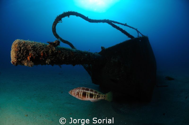 Blacktail comber posing at the bow of the Estoril shipwreck. by Jorge Sorial 