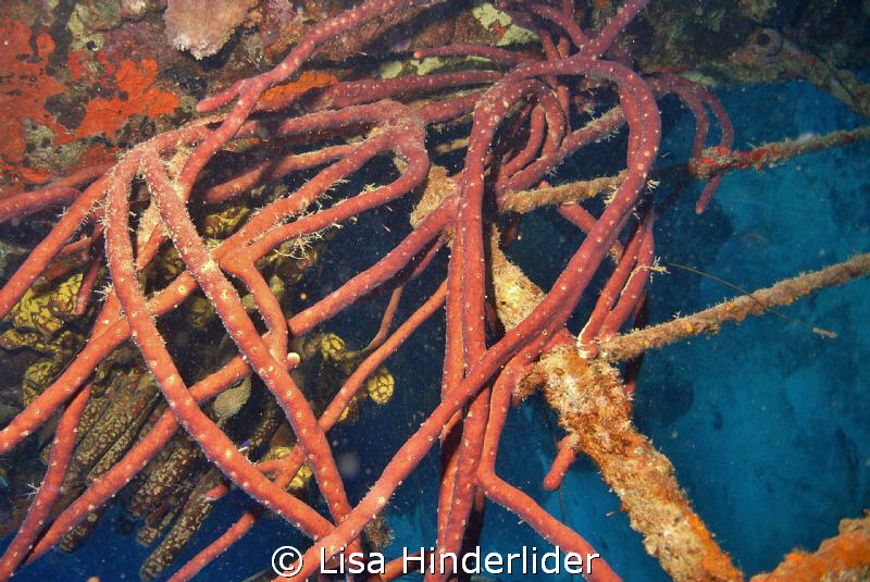 Colorful rope sponges create an abstract on the side of t... by Lisa Hinderlider 