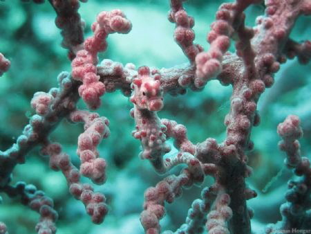 Pygmy sea horse camouflaged in a sea fan. It's only 3mm t... by Thomas Hougaz 