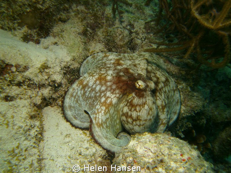 Common Octopus by Helen Hansen 