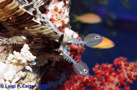 Predator... Sharm El Sheikh, Egypt. This Lion fish seems ... by Luigi Carta 