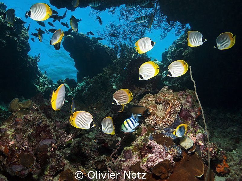 I liked this window, just under the water surface. by Olivier Notz 