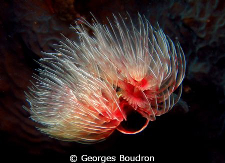 tubeworm by Georges Boudron 