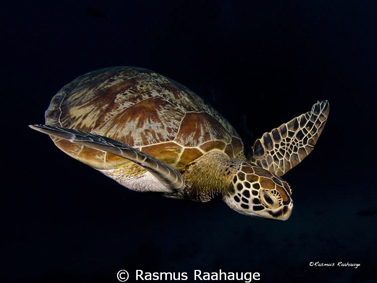 Picture taken at Ribbons reefs, think it was Steve´s bommie by Rasmus Raahauge 