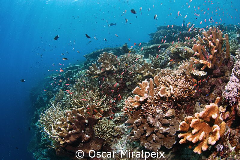 shallow reef beauty by Oscar Miralpeix 