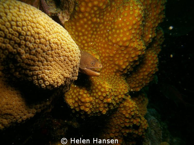 golden moray eel by Helen Hansen 