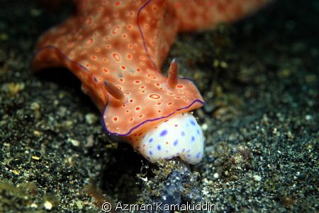This is night dive photo taken in Lembeh, North Sulawesi.... by Azman Kamaluddin 