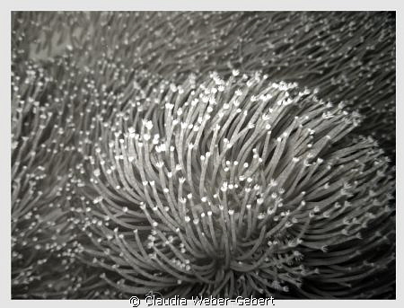anemones in b&w by Claudia Weber-Gebert 
