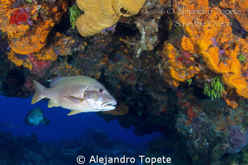Master of the Reef, Cozumel Mexico by Alejandro Topete 