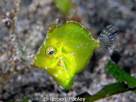 Diamond Filefish (juvenile) - 20 ft in front of Anilao Ci... by Robert Pooley 