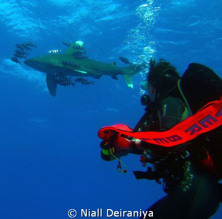 Daedalus Reef - Oceanic White tip shark, circling above s... by Niall Deiraniya 
