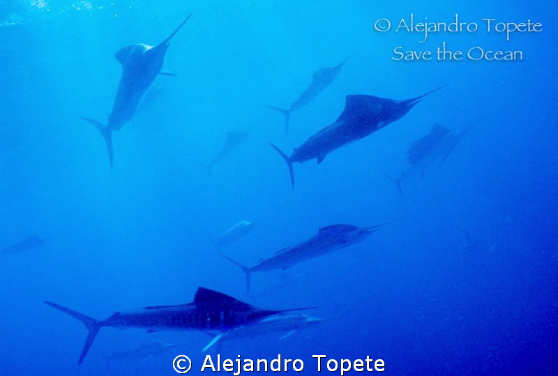 Sail fish Hunting sardine, Isla Mujeres  Mexico by Alejandro Topete 