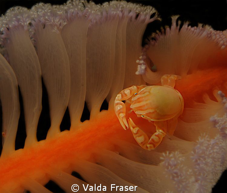 This sea pen is home to a porcelain crab that is feeding ... by Valda Fraser 
