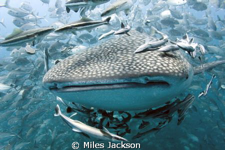 A beautiful Whale Shark gets swarmed by a huge school of ... by Miles Jackson 