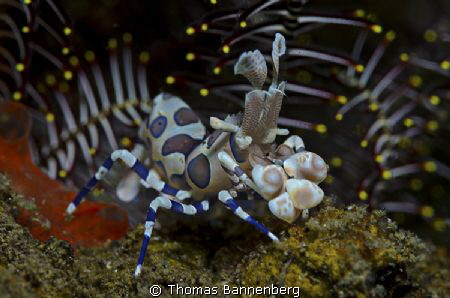 Harlequin shrimp with feather star

NIKON D7000 in a Se... by Thomas Bannenberg 