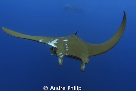 mobula ray with the traces of remoras on his skin by Andre Philip 