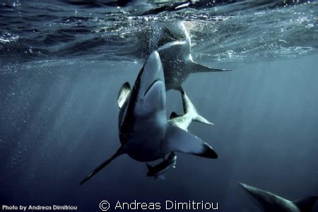 two sharks attack by Andreas Dimitriou 