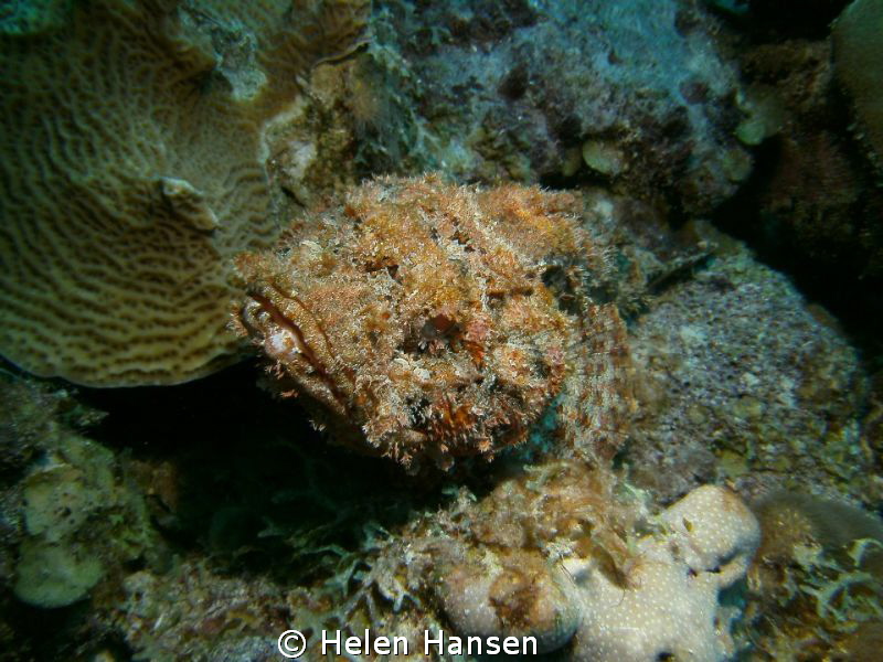 Stone Fish by Helen Hansen 