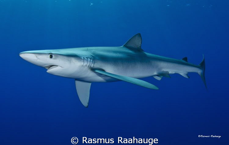 Blue shark - Azores by Rasmus Raahauge 