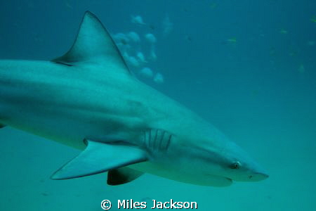 Bull Shark swims close by Miles Jackson 
