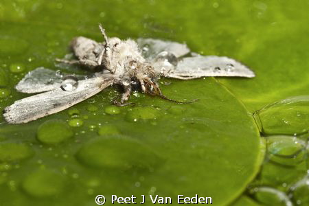 Fallen angel. Drowned moth in a water lily pond by Peet J Van Eeden 