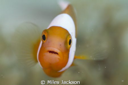 Hello Saddleback Anenomefish! by Miles Jackson 